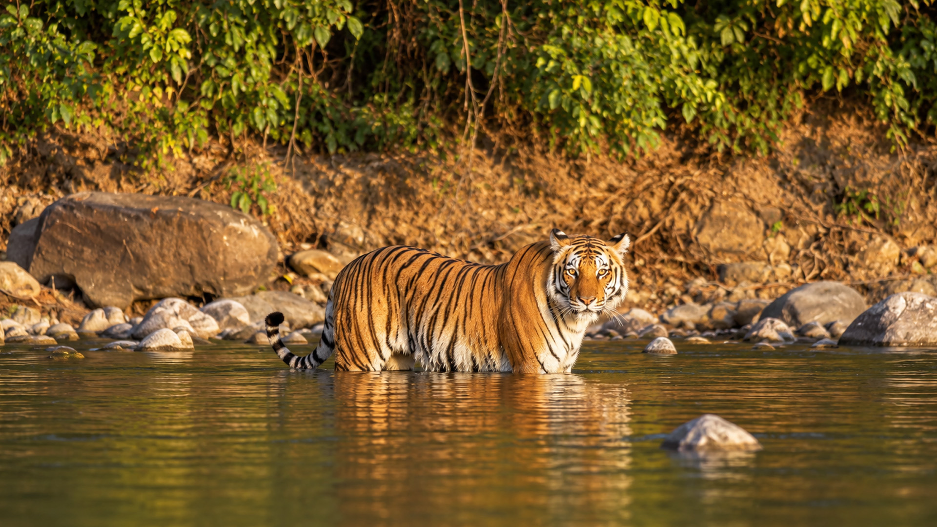 Inside India’s river landscapes with Bengal tigers