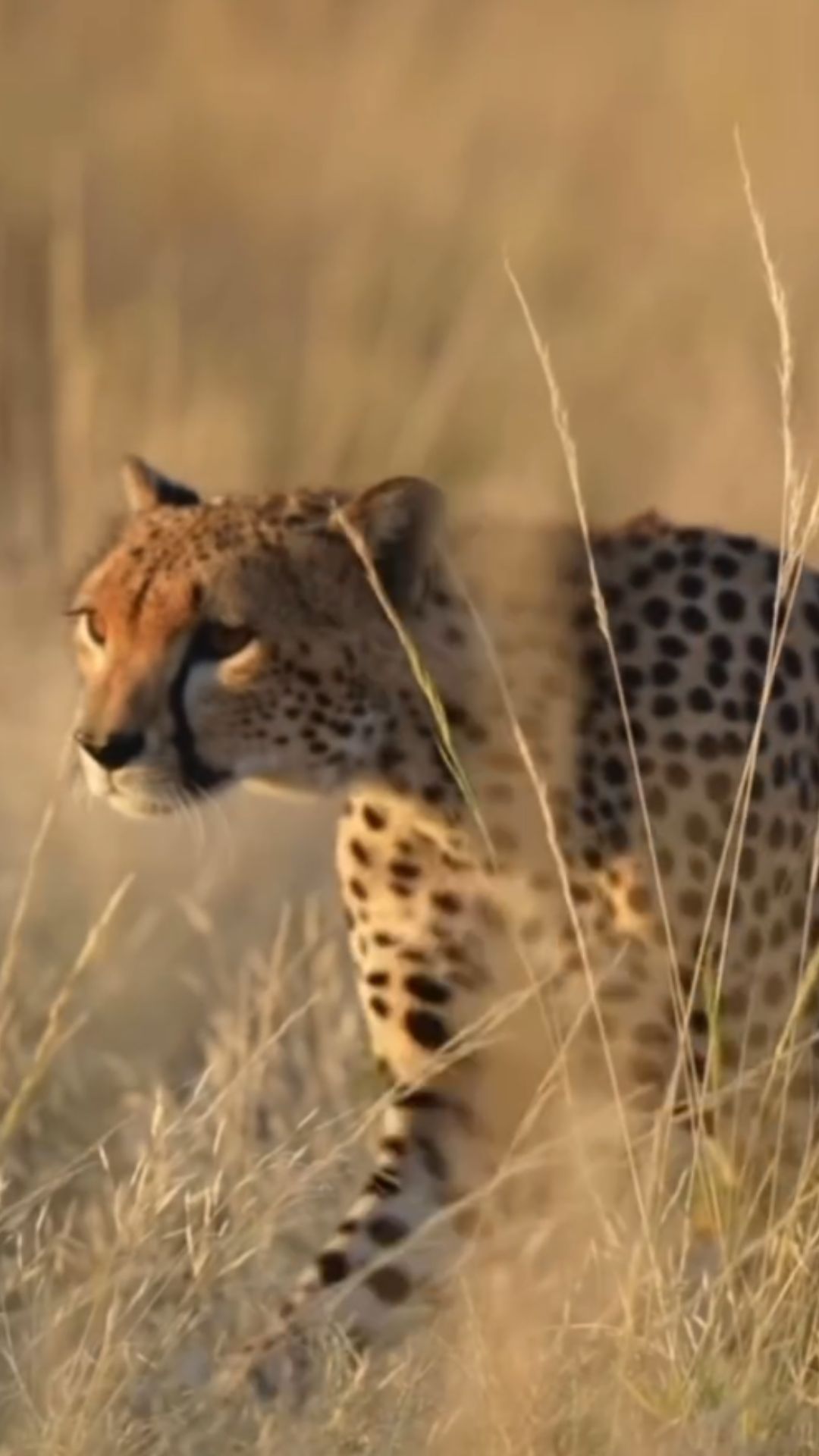 How cheetahs use speed and precision to hunt prey