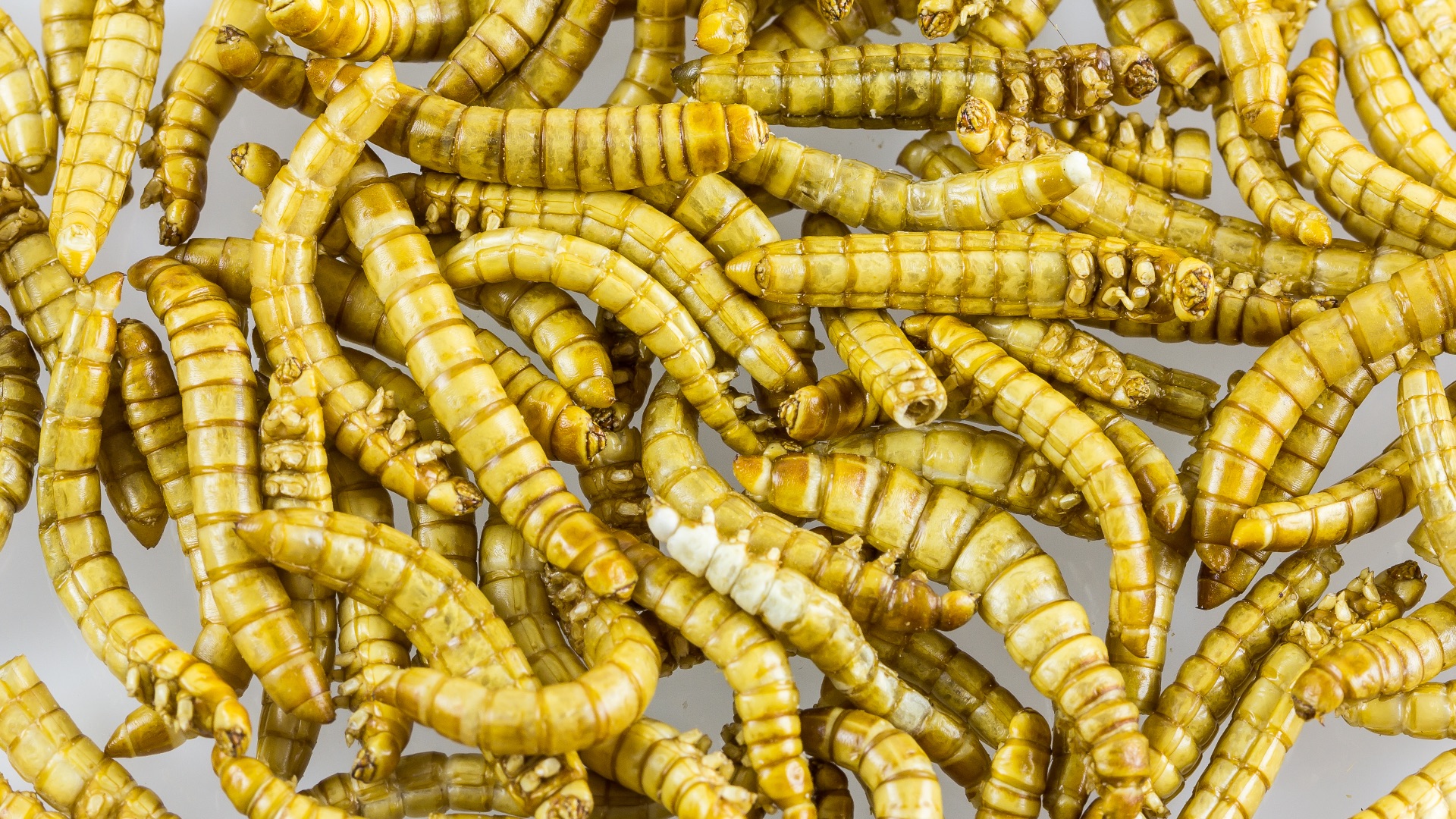 10 bugs you can actually eat & 10 that could be fatal