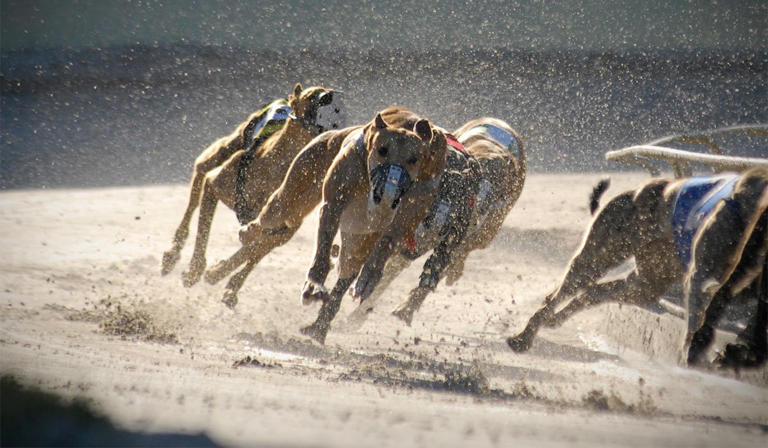 Gone to the dogs: Taxpayers hand another fortune to scandal-hit ...