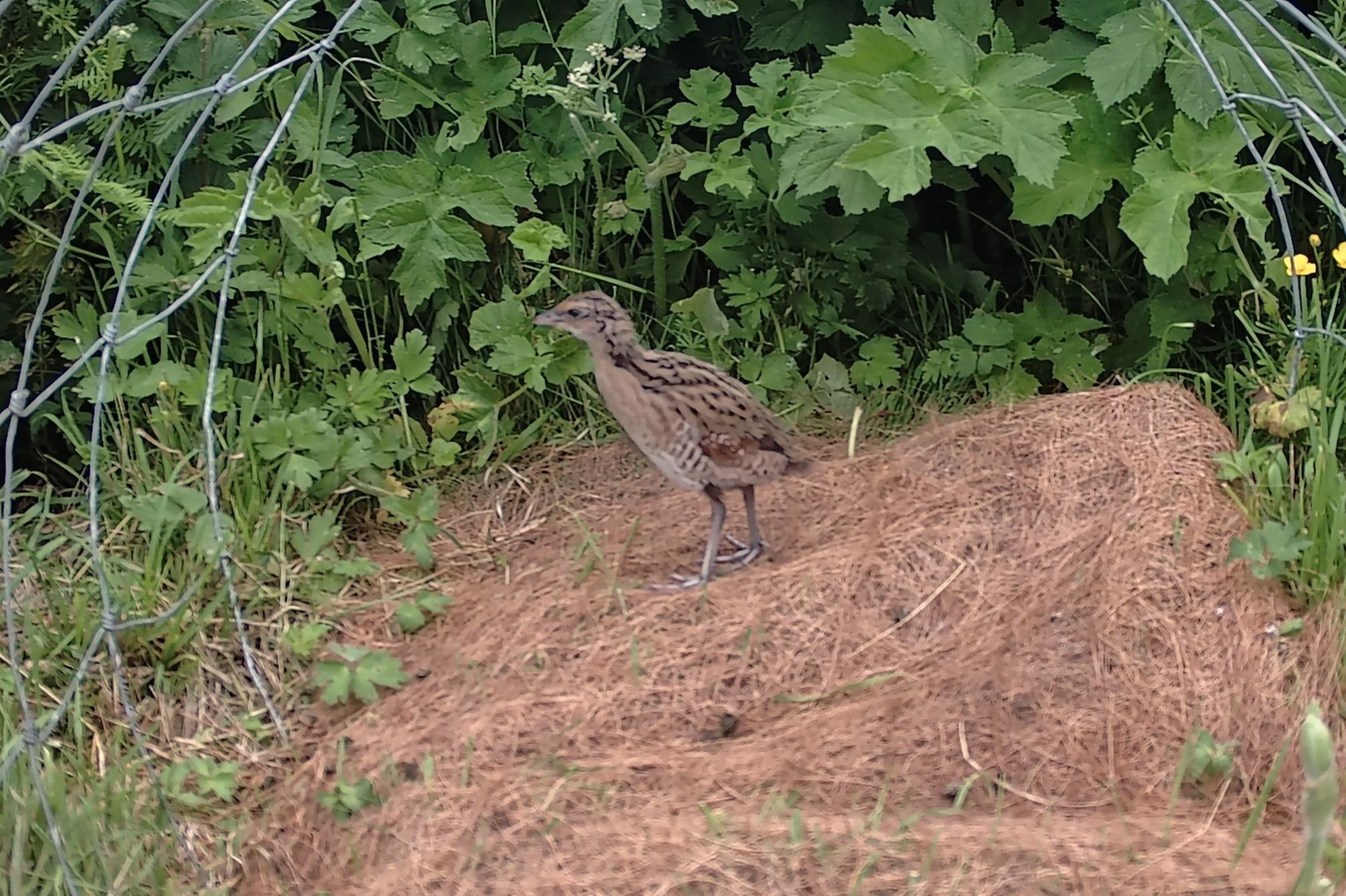 First images of corncrake chicks mark Rathlin conservation milestone