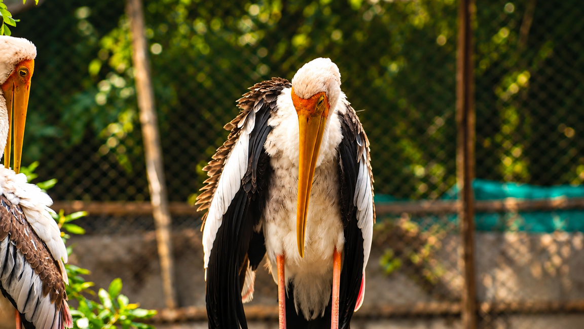 The striking beauty of a painted stork up close