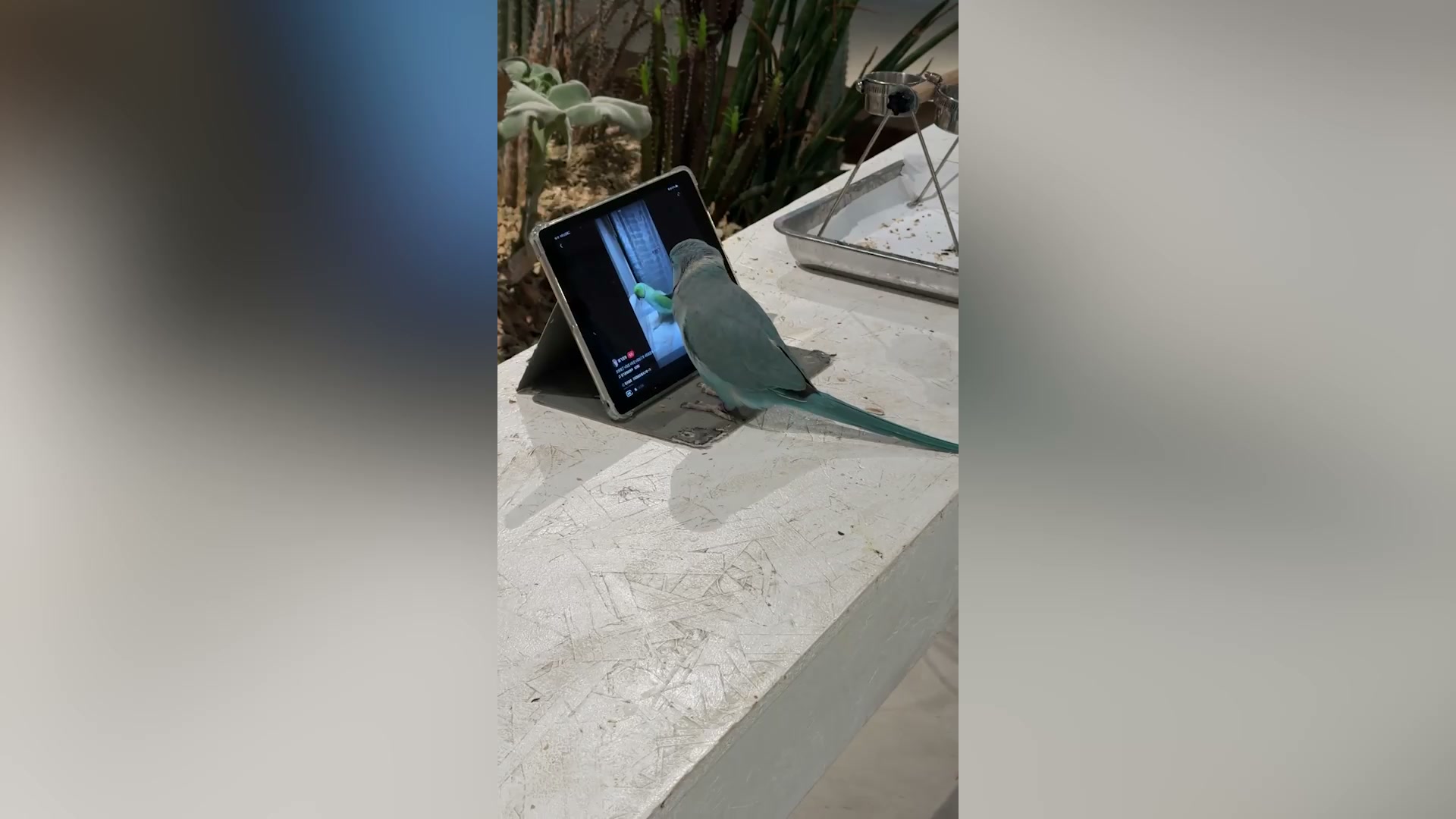 Clever parrot scrolls through videos using its claws