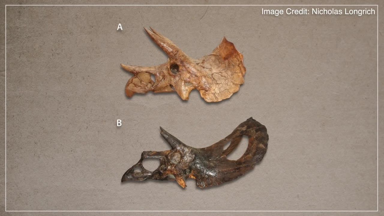 Megalodon's teeth weren't actually special — here's the surprising ...