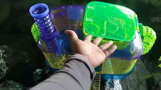 He used a hamster cage as a fish trap... it worked better than expected