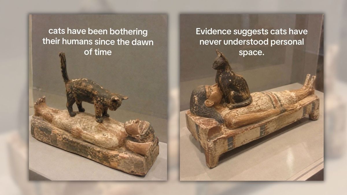Images allegedly show ancient Egyptian sculptures with cats ignoring ...