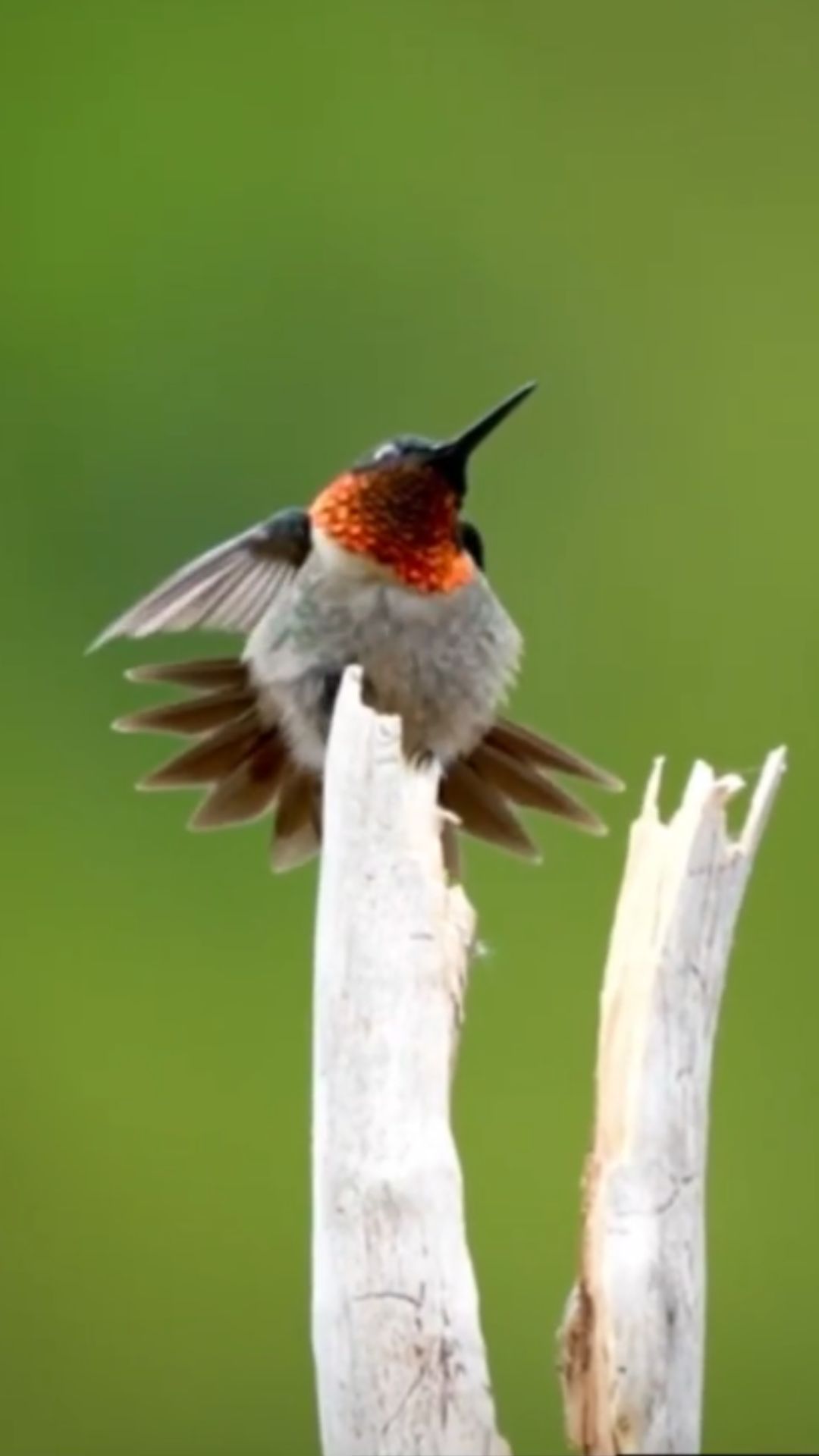 Male ruby throated hummingbird shows off iridescent plumage