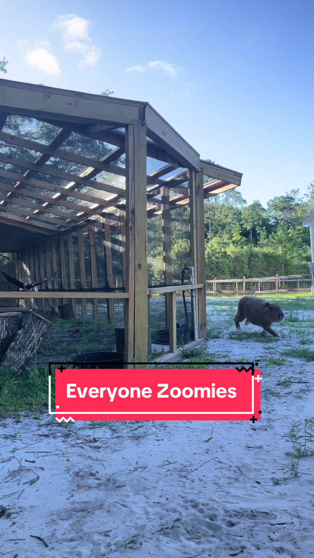 Think capybaras are slow? This zoomybara might surprise you