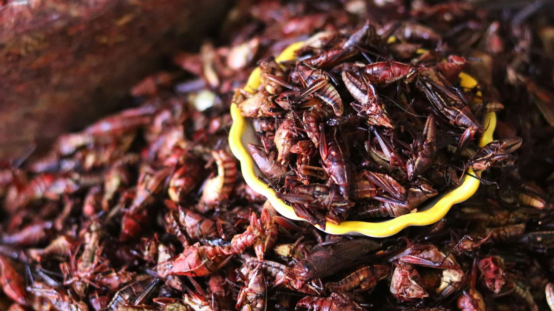 10 bugs you can actually eat & 10 that could be fatal