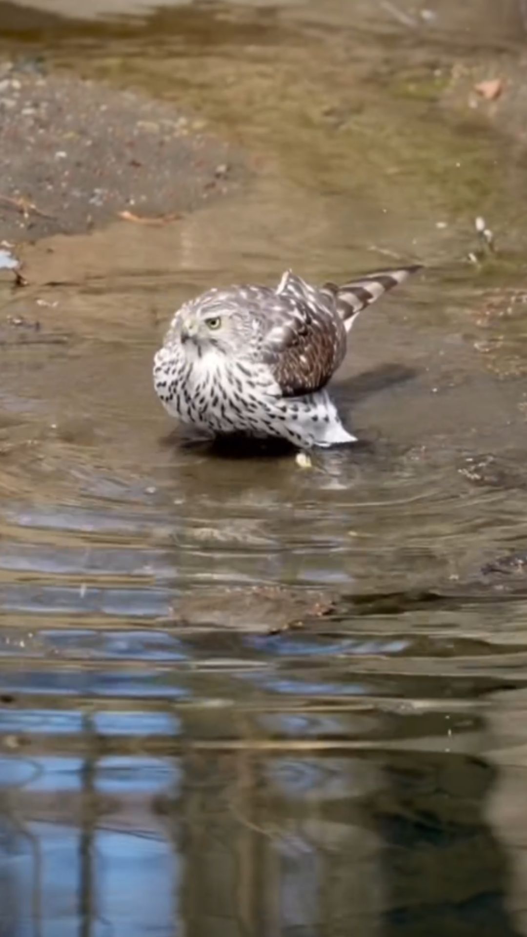 Curious Cooper’s hawk behavior raises an interesting question
