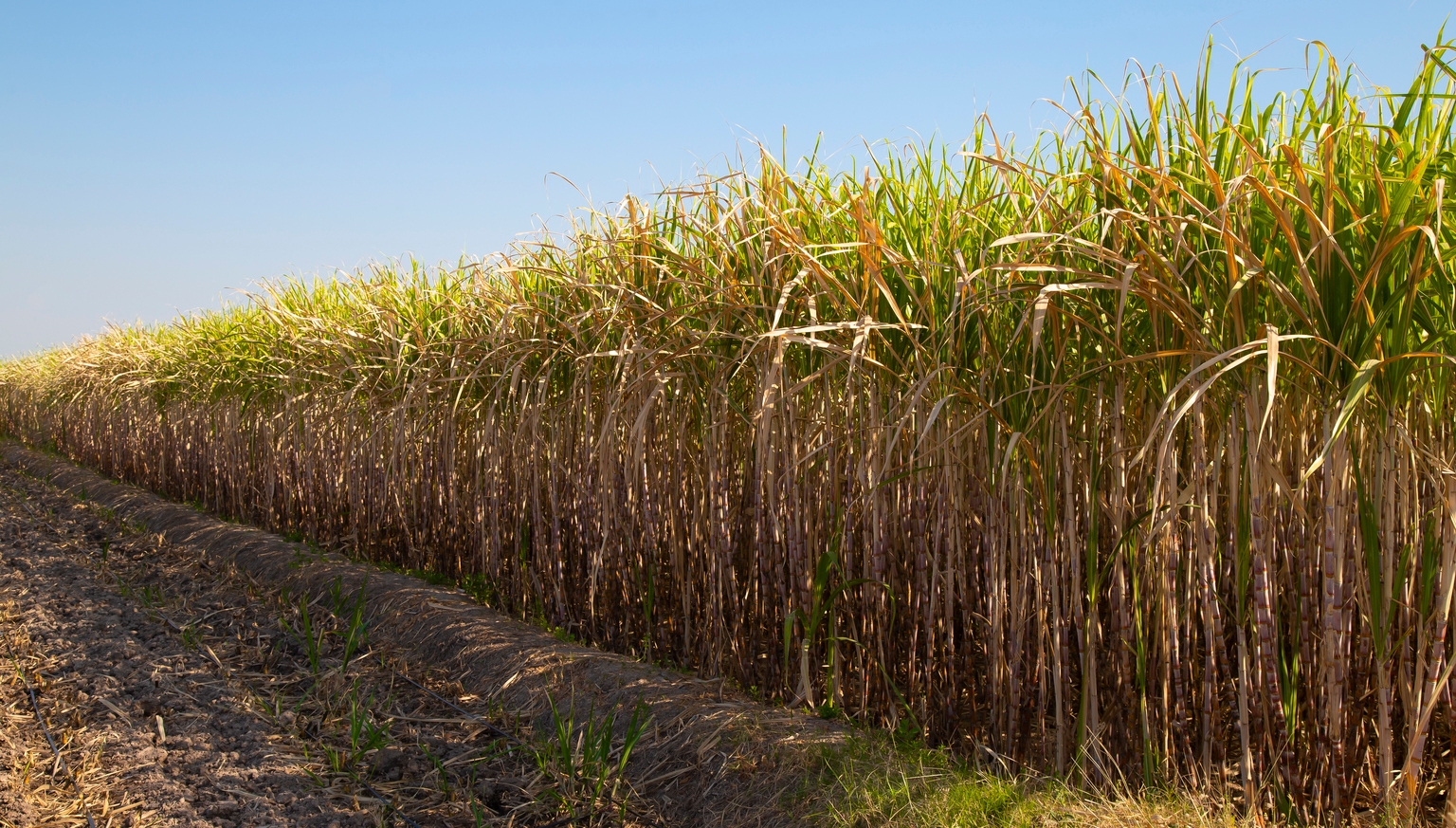 Sugar prices are rising on weather-related shortage concerns
