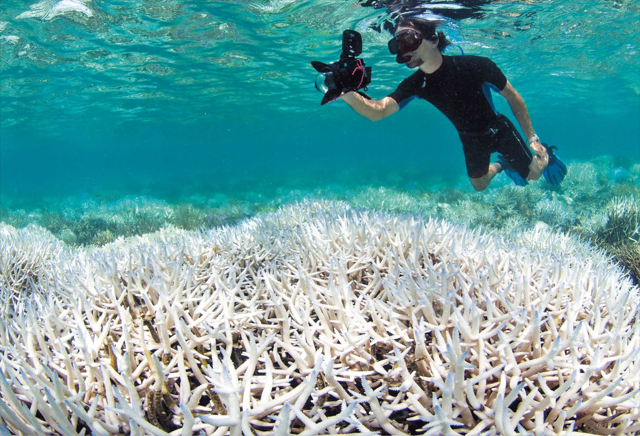 Sounds, probiotics revive dying coral reefs