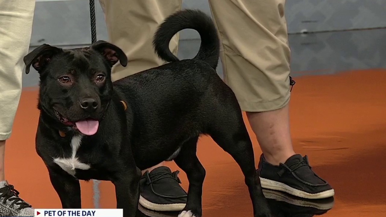 Pet of the day: Rugrat