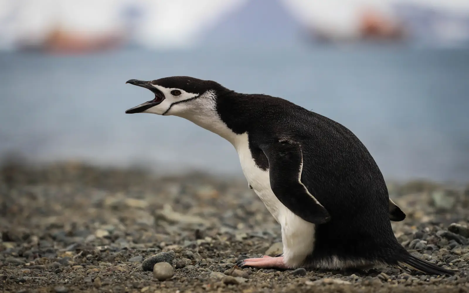 Climate change strips island’s title of largest penguin colony