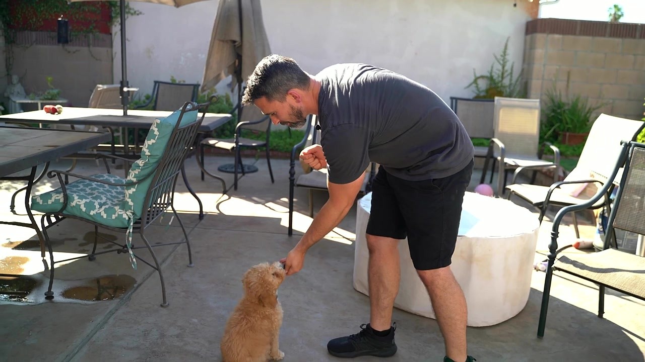 How to stop your dog from begging at the dinner table for good