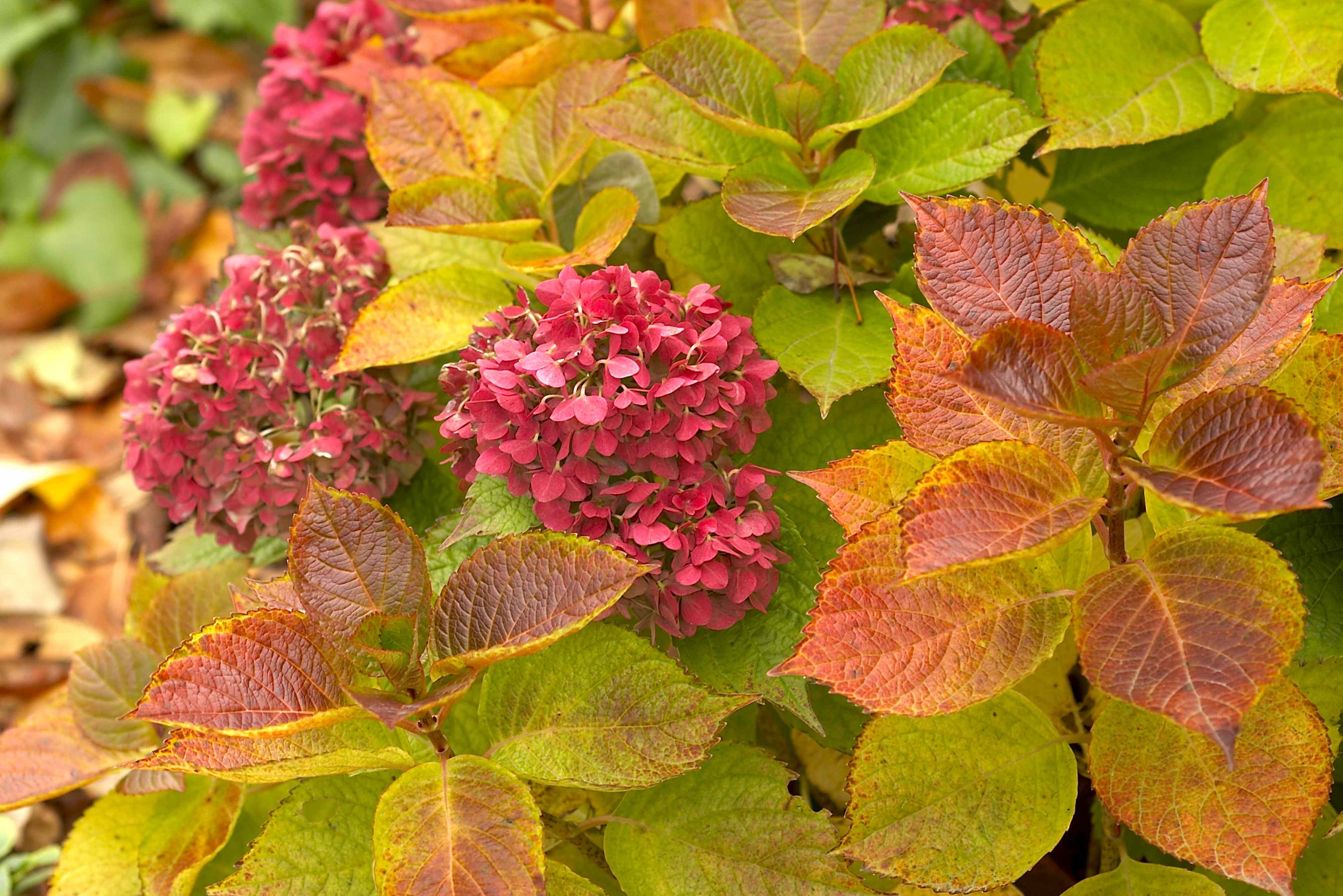 7 hydrangea care mistakes to avoid this fall for more blooms next year