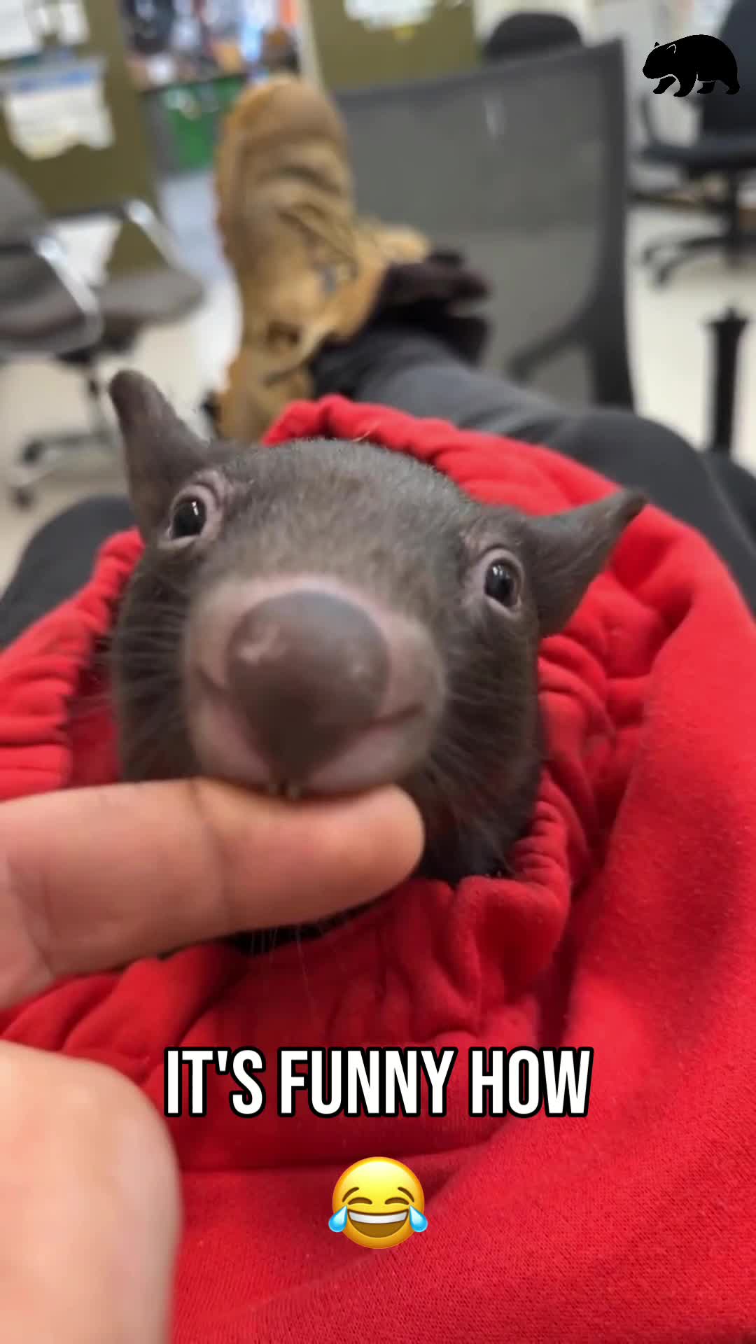 Rescued baby wombat enjoys playtime during night shift