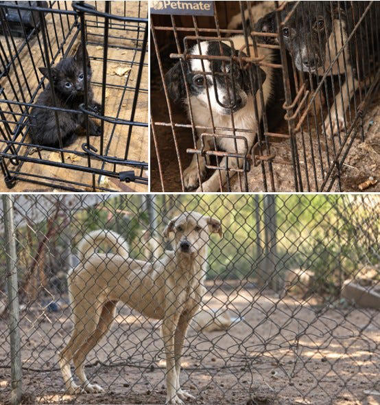 Animal Rescue Corps saves 24 dogs, cats, rabbit, goat in rural TN