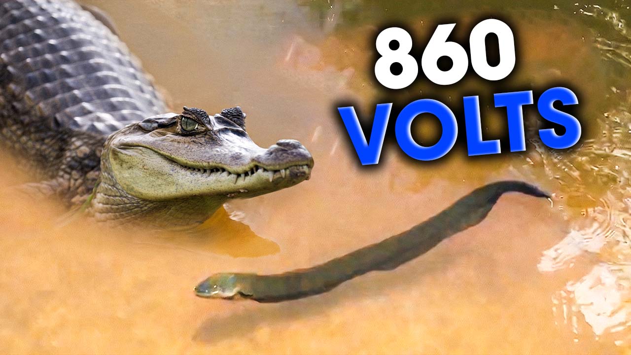 Caiman bites an electric eel and gets 860 volts to the face