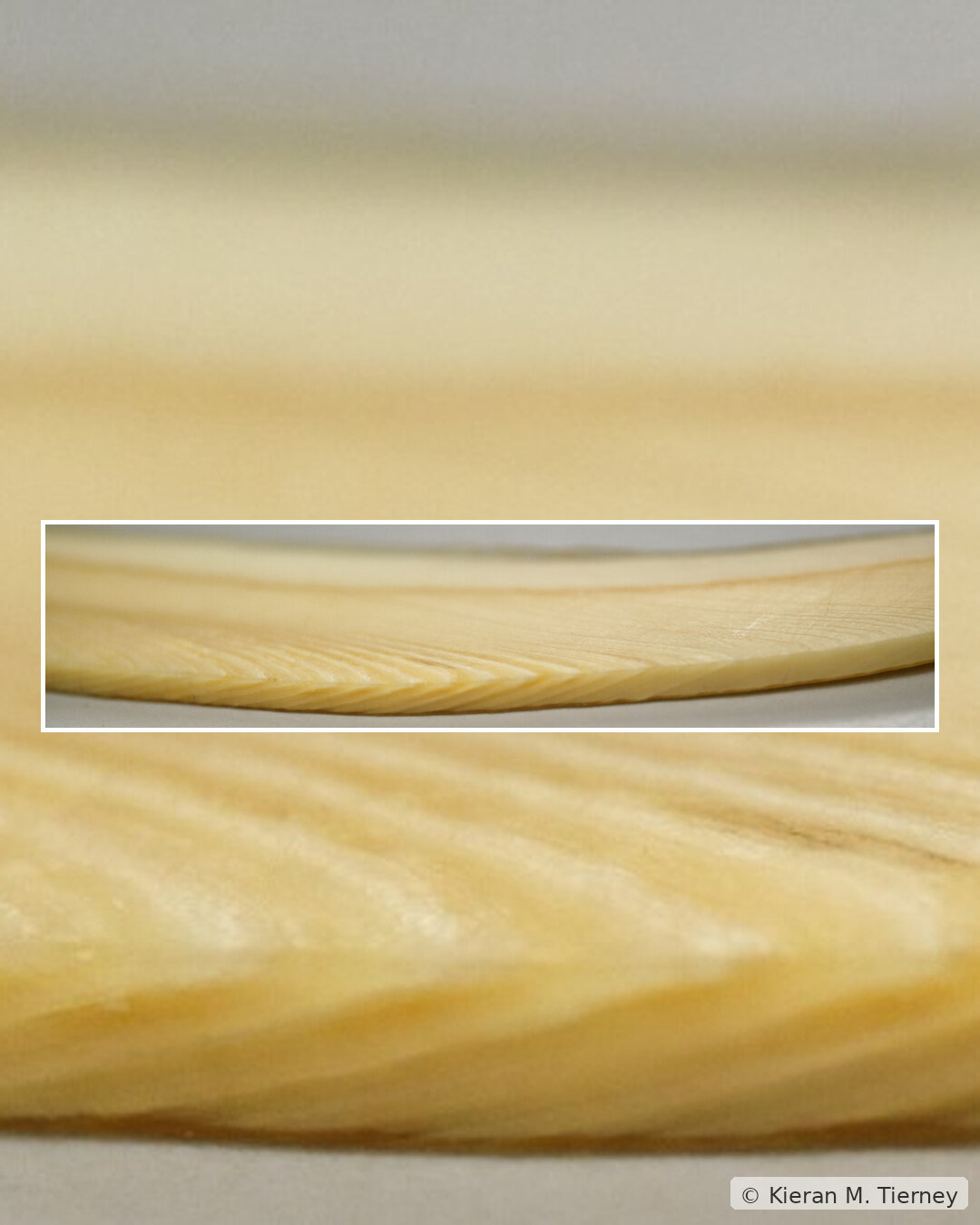 Nuclear traces in whales' teeth help scientists reconstruct their life ...
