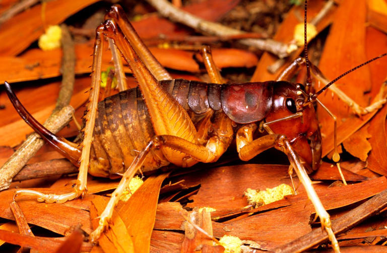 ‘Entirety of your hand’: World’s heftiest and most horrifying insect ...