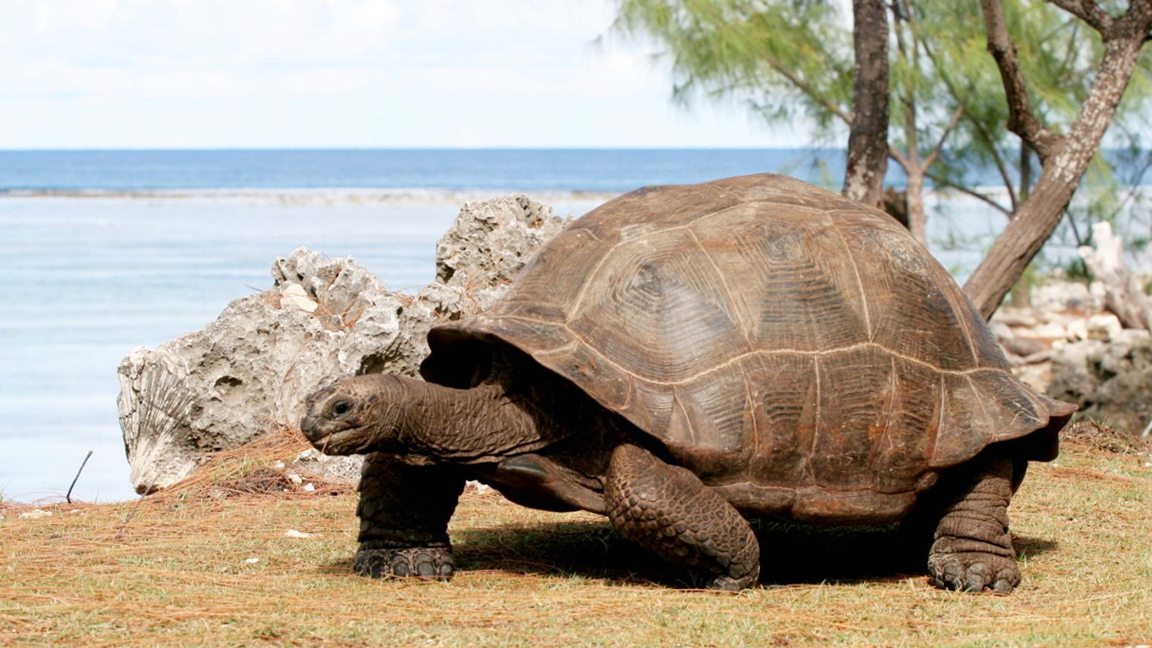 Giant tortoise population thriving as survey discovers 180,000 on one ...