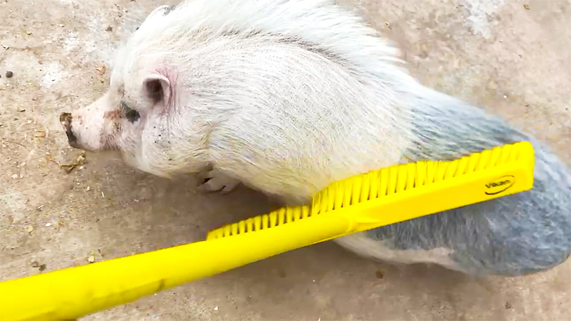 Pig loves getting belly scratches with a rake