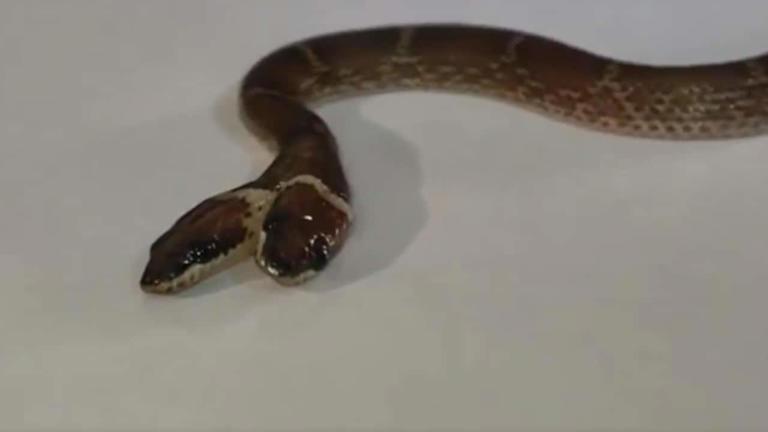 Video: Rare two-headed, four-eyed wolf snake rescued in Gujarat's Dahod