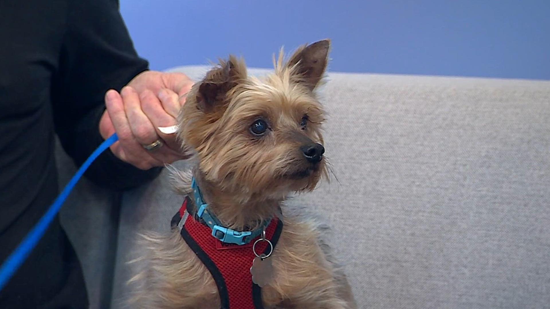 Spencer from Animal Rescue Inc. visits FOX43 | Furry friends