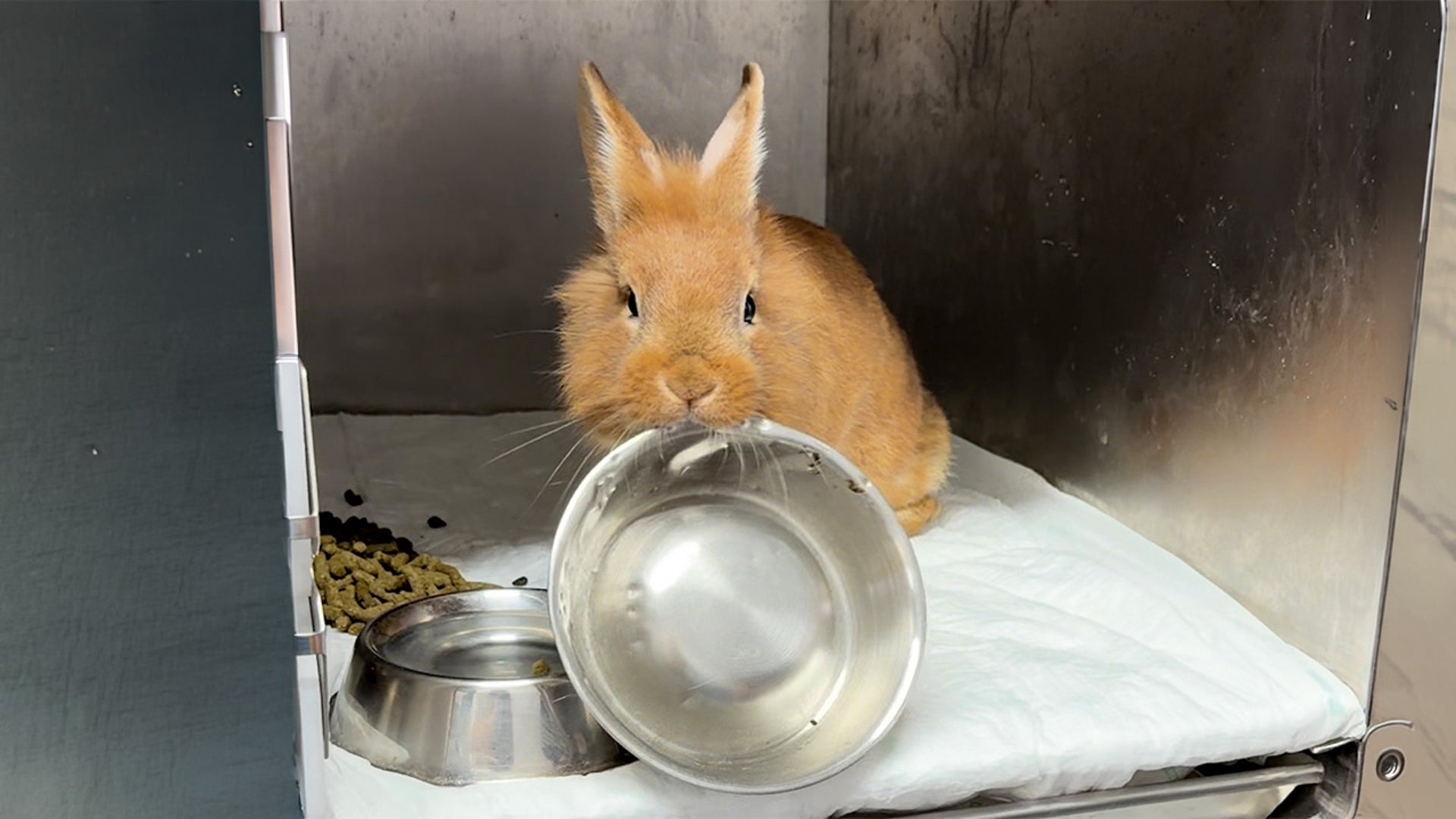 Former class bunny found unable to use his legs is actually a total rascal