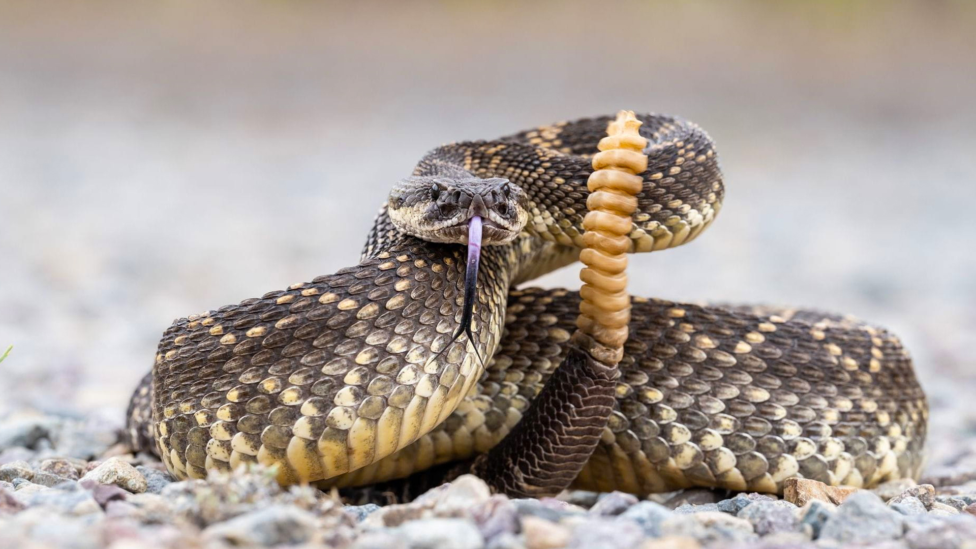 Rattlesnakes dominate an incredible California snake hunt