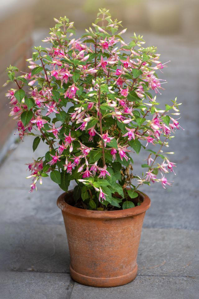 Before you cut back your fuchsias this fall, here’s what you need to ...