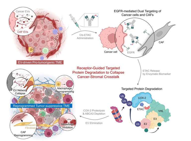 Experimental cancer treatment disrupts cell communication to suppress ...