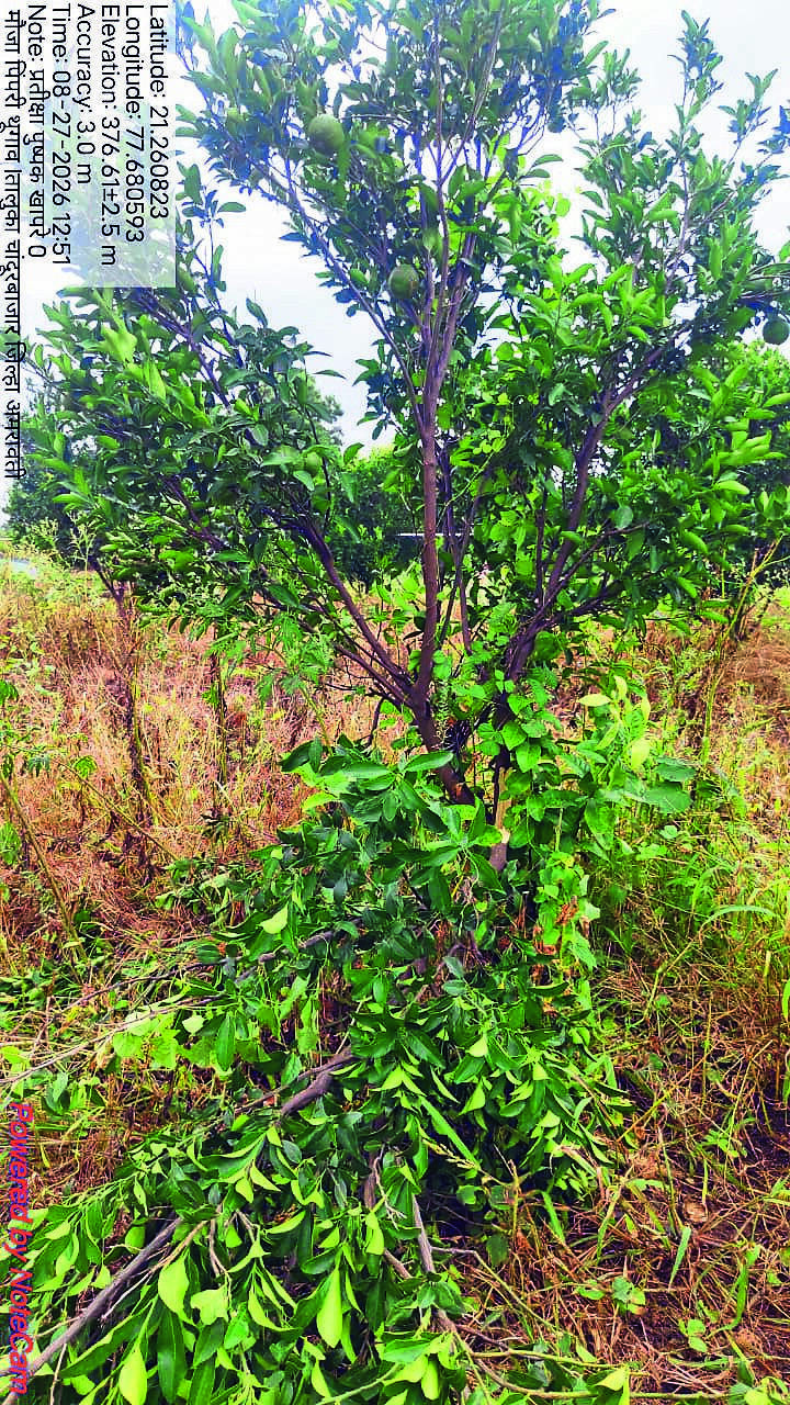 Orange country dying? Trees axed in 5,000ha, orchards wilt
