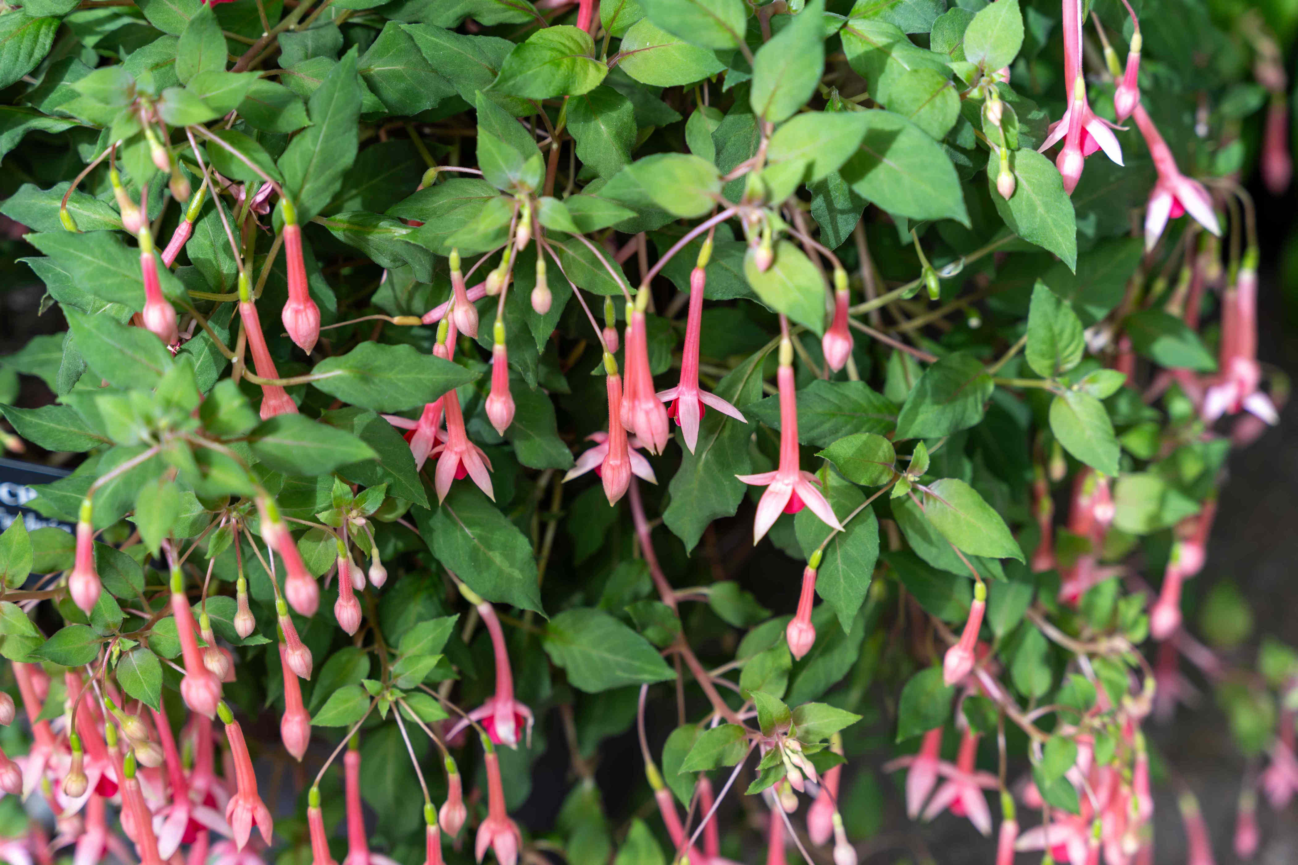 Should you prune your fuchsias in fall? What to do now for bigger ...