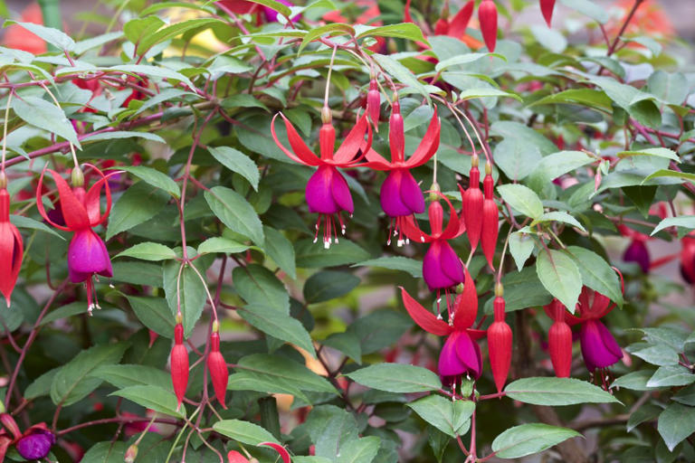 Before you cut back your fuchsias this fall, here’s what you need to ...