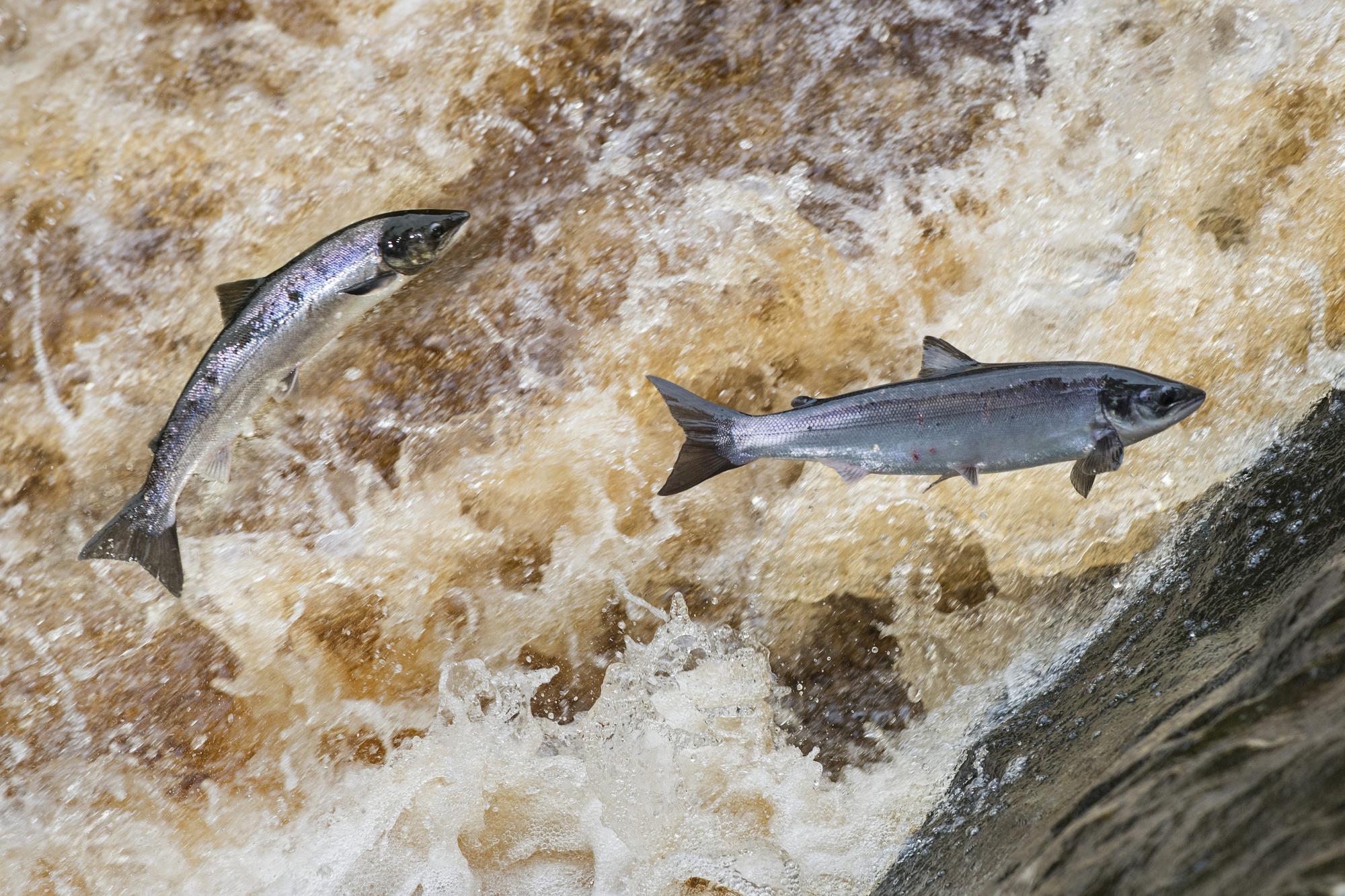 Salmon cages could devastate wild Foyle fish population, Derry angler warns