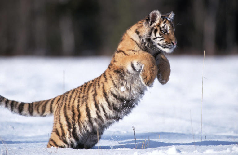 11 staggering close up tiger photographs reveal the athletic power and ...