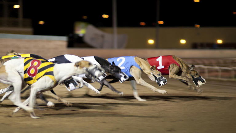 Greyhound funding tops €20m for first time under Budget 2027