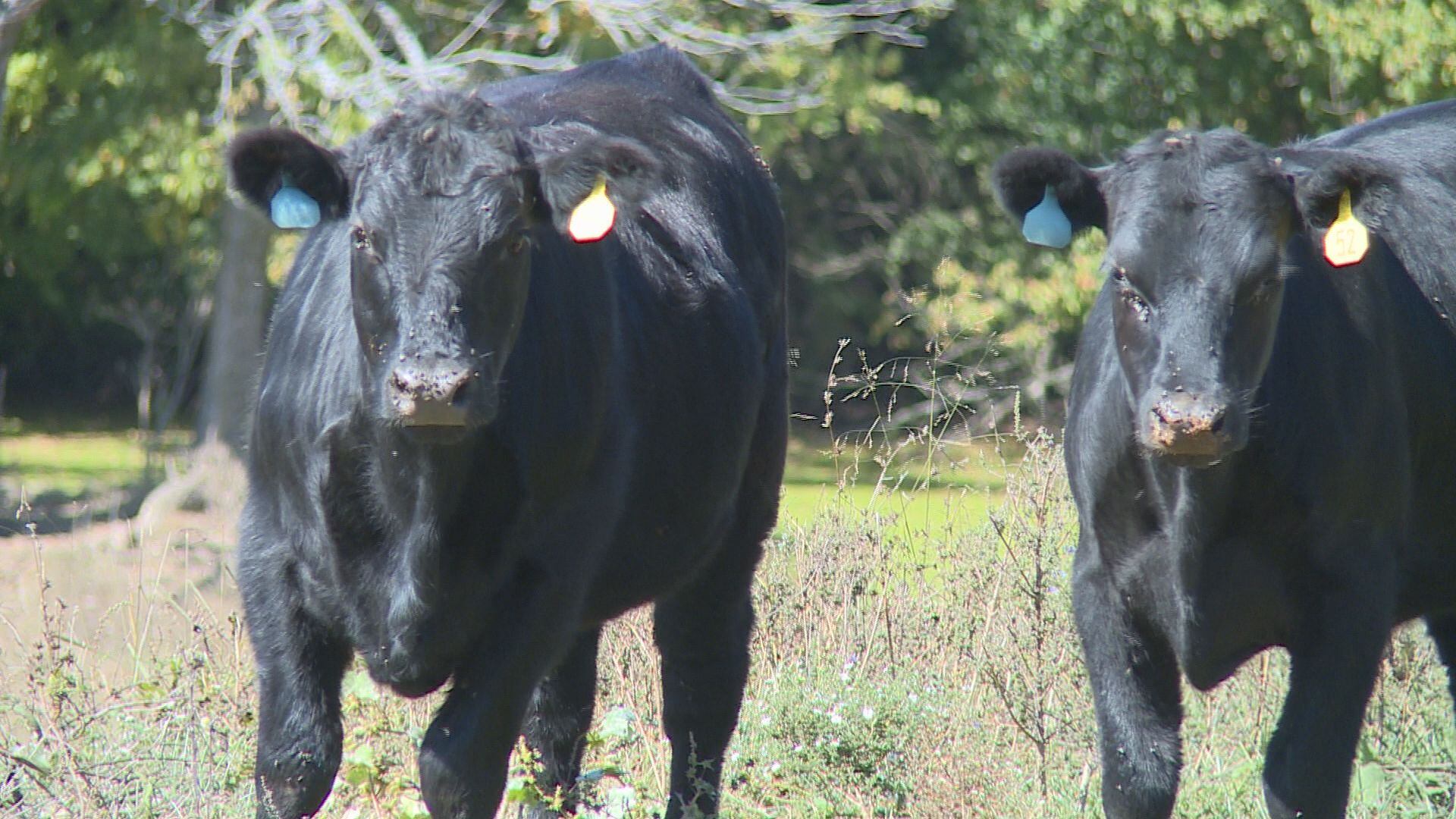 As farm bill expires, Kentucky farmers could be left without crucial ...