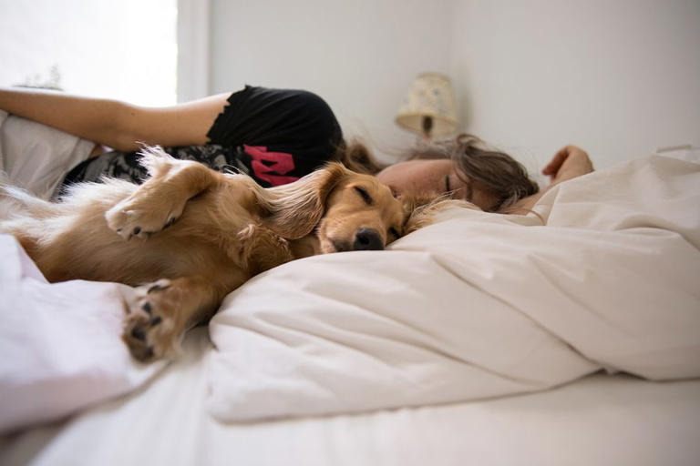 Sharing a bed with your dog could be disturbing your sleep – but there ...