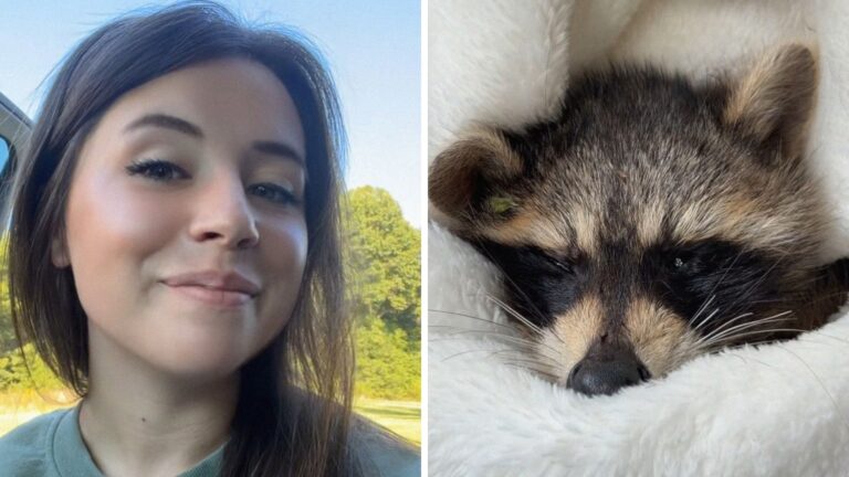Virginia woman sees injured raccoon on the road. Then she puts it in a ...