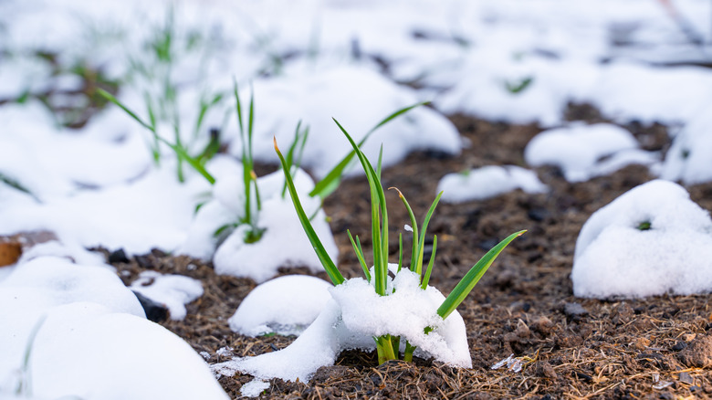 Plant this winter ground cover crop in fall for healthier garden soil ...
