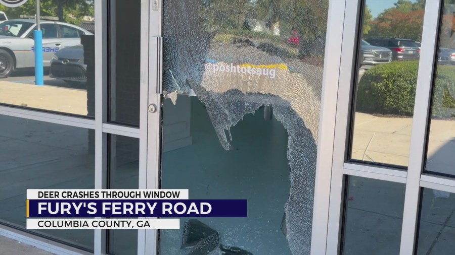 Deer crashes through Columbia County store window