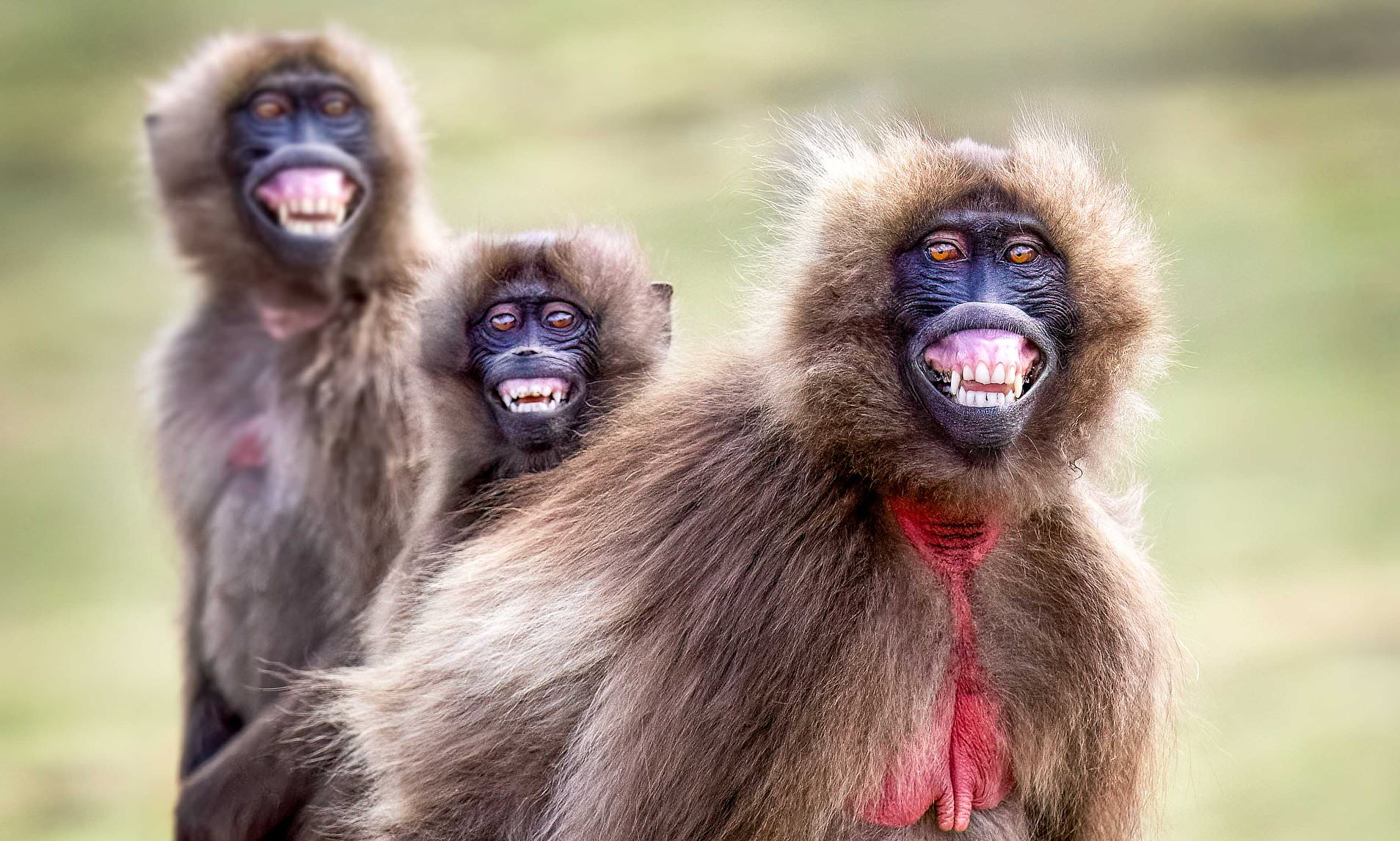 Say cheese! Trio of cheeky monkeys pose for the camera