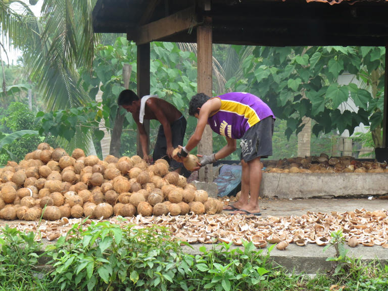 Coconut agency urges moisture-saving measures as El Niño threatens farms
