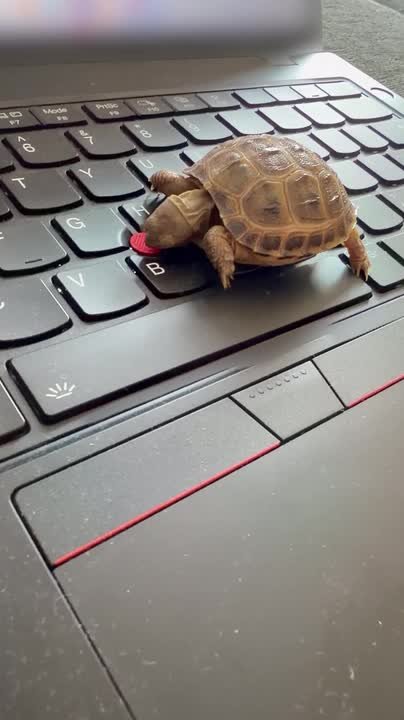 Baby tortoise pulls off laptop button after mistaking it for food