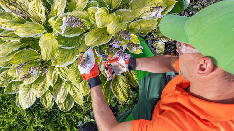 Don't cut back hostas too soon — here's the best time for lush spring ...