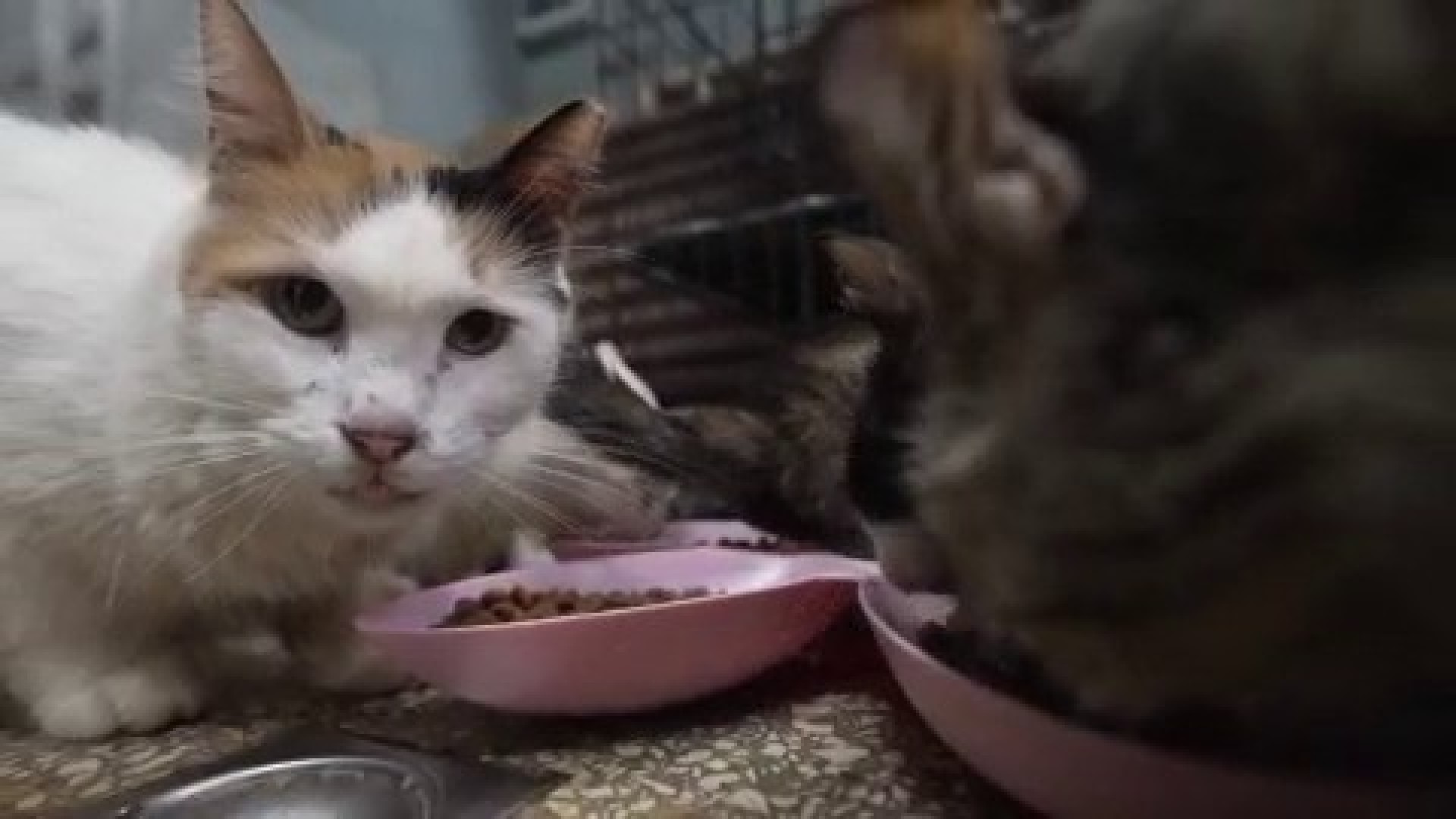 Cuban animals lovers struggle to care for pets as economic crisis continues