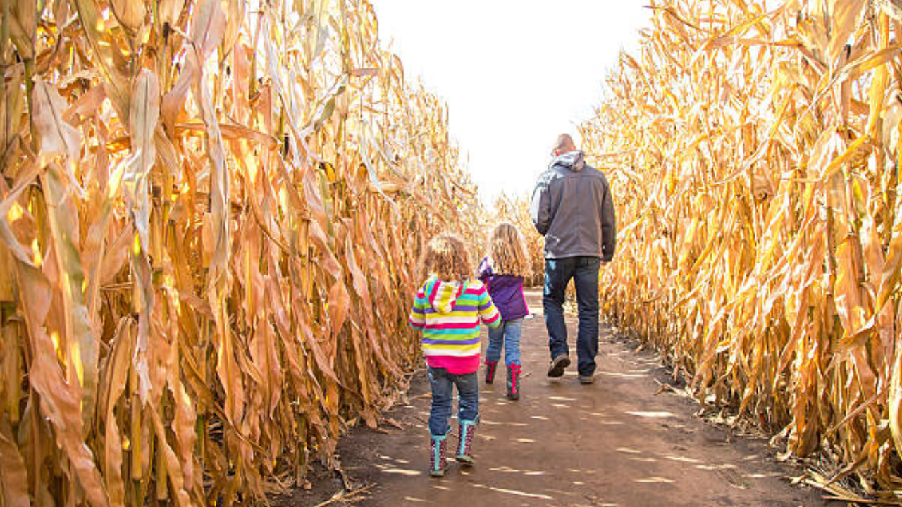 13 fall family getaways with apple orchards, corn mazes, and easy hikes